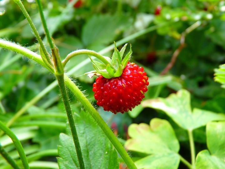 strawberry-7649_960_720